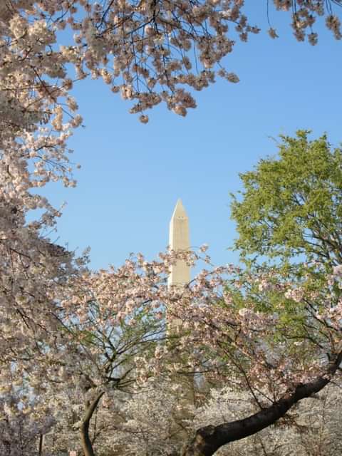 Washington Monument with Cherry Blossoms.  Photo by Anne Holsinger.