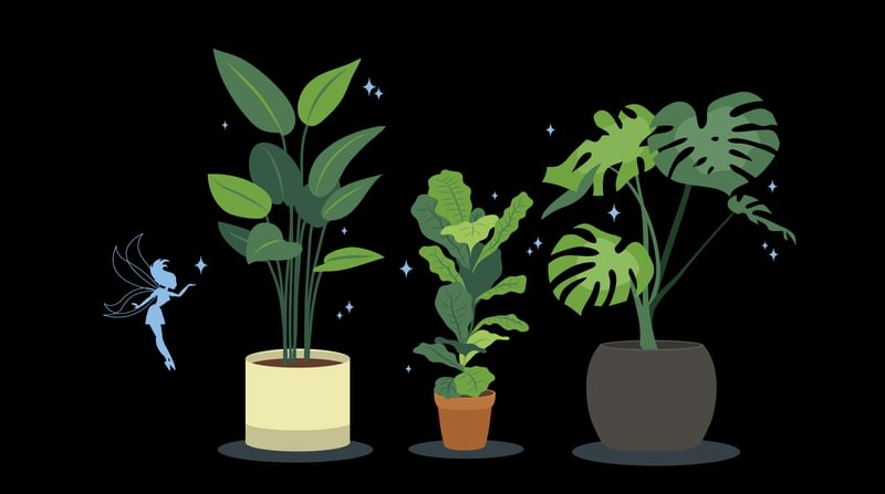 HOUSEPLANTS LPFB
