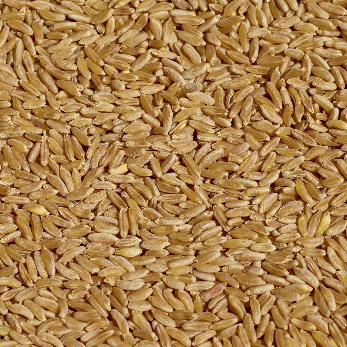 Curiosidades sobre el trigo, la espelta y el Kamut®.