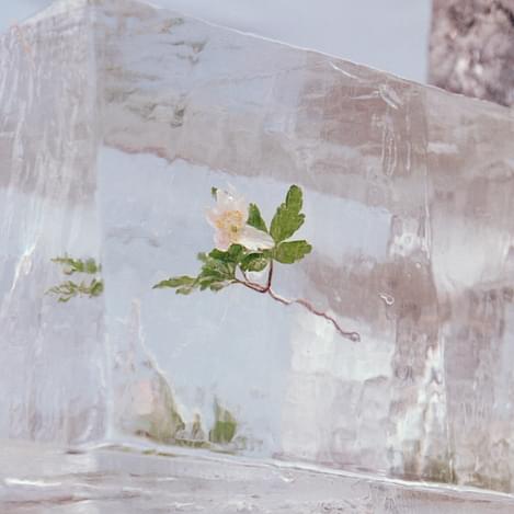 Efterklang windflowers art