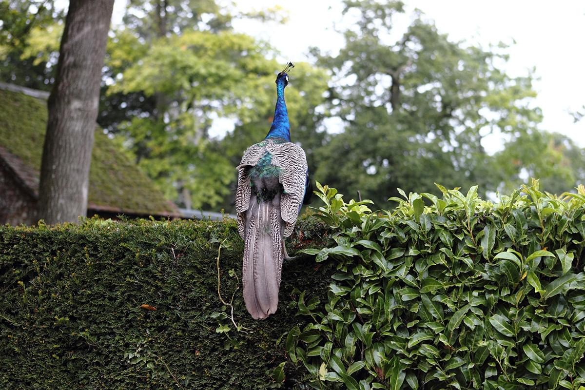 Peacock