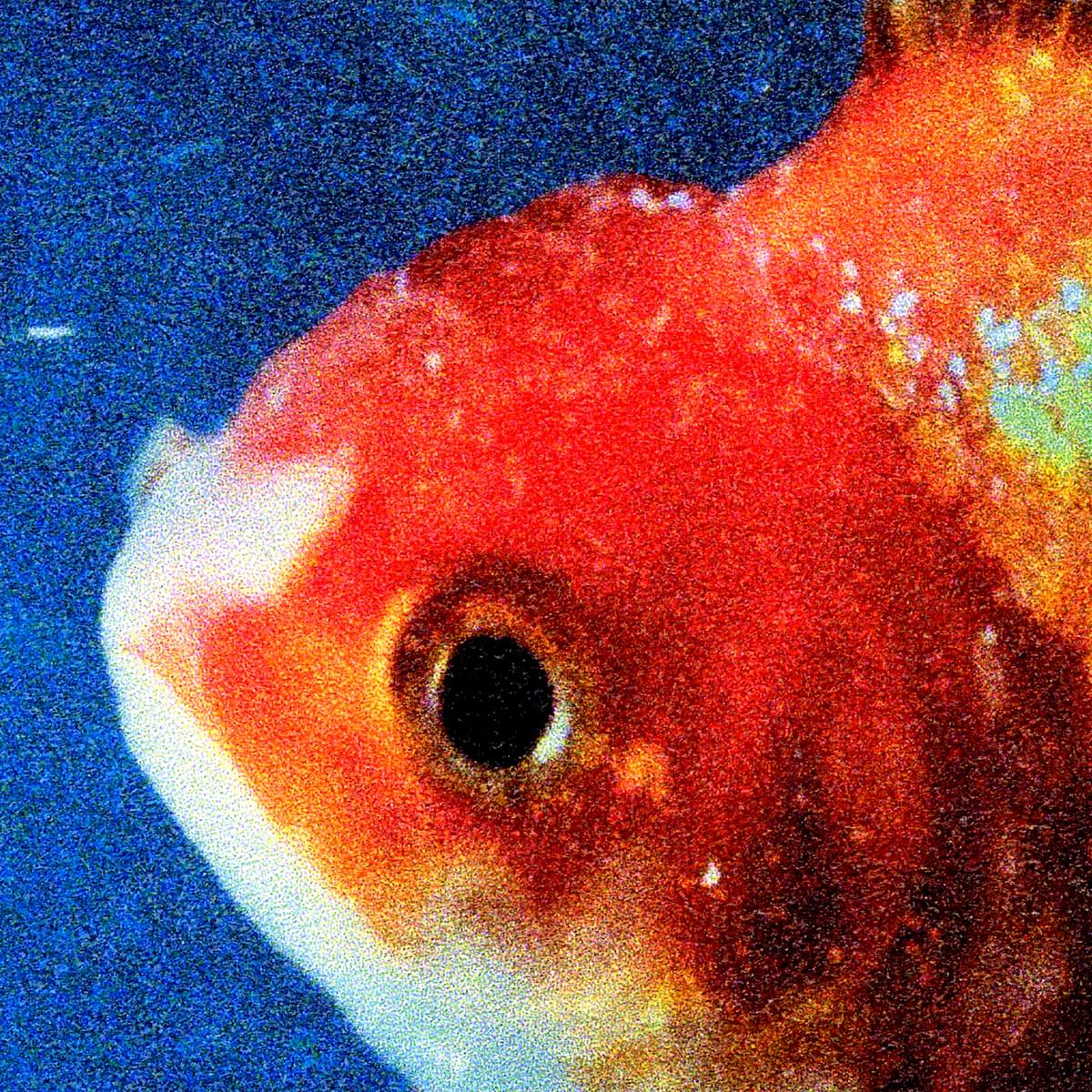 BIG FISH THEORY2