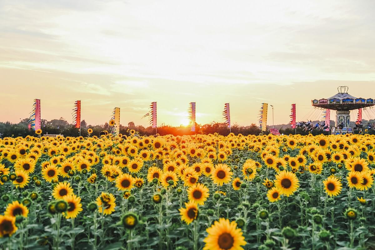 The sunflower field15 web usage
