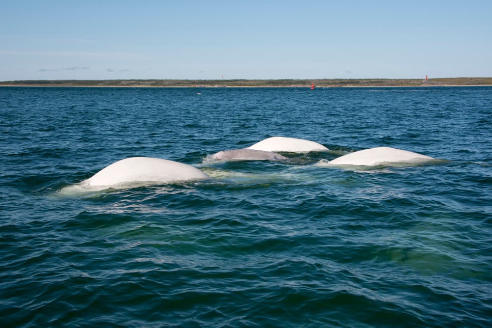 Churchill River, MB