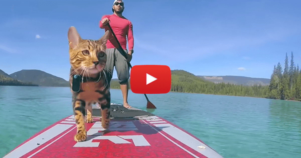 Cat Paddle Design Paddleboarding with A Cat | Paddling.com