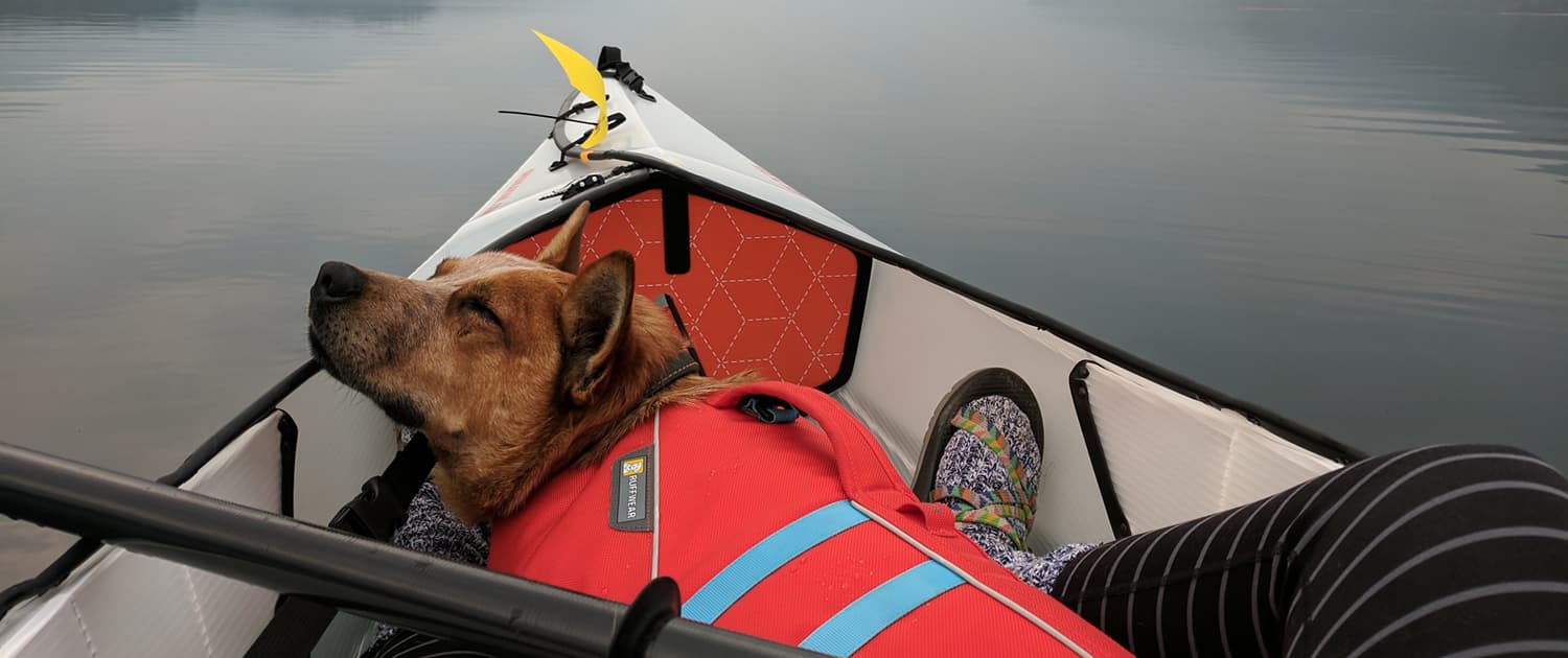 Dogs - Kayaking with the Family