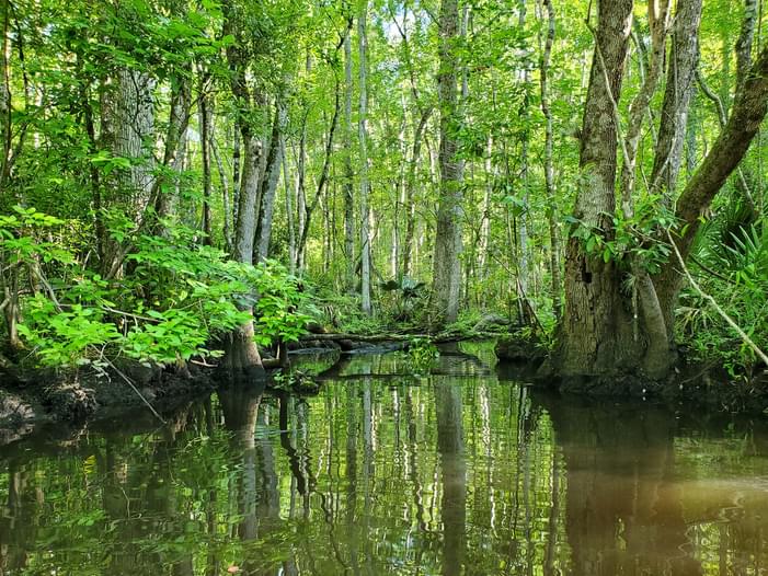 Palmetto Leaves Regional ParkSouth Big Davis Creek