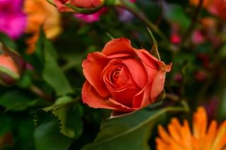Quando concimare le rose