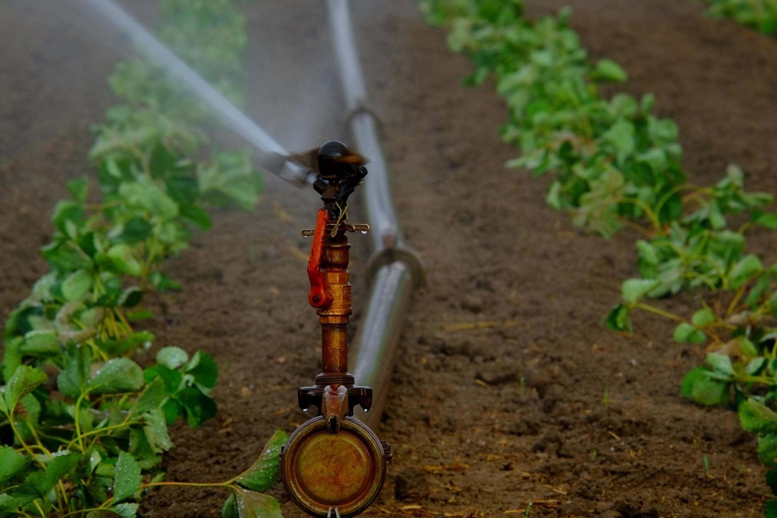 Irrigazione: come predisporre l'impianto per una serra