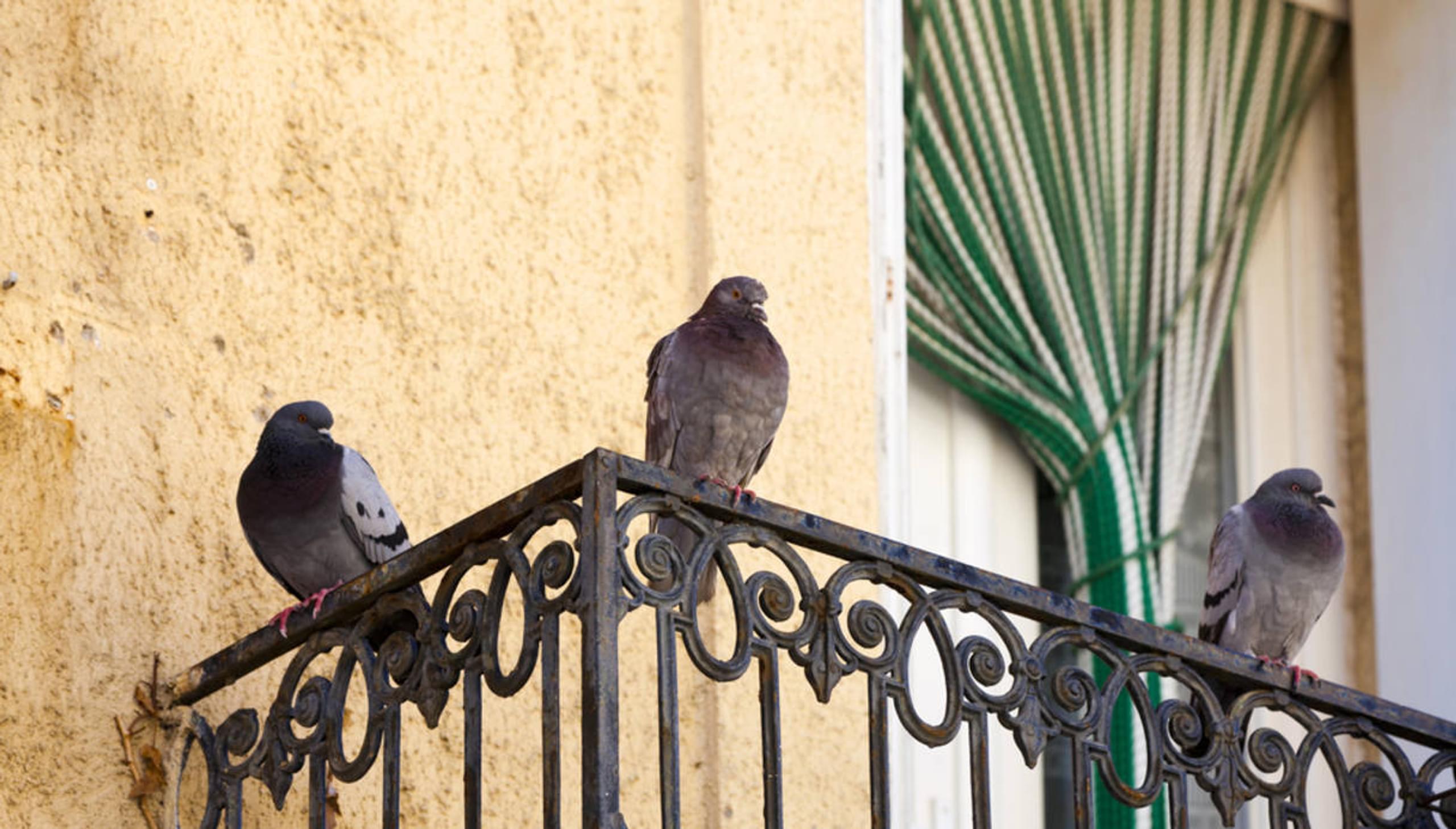Come tenere lontani i piccioni dal balcone di casa