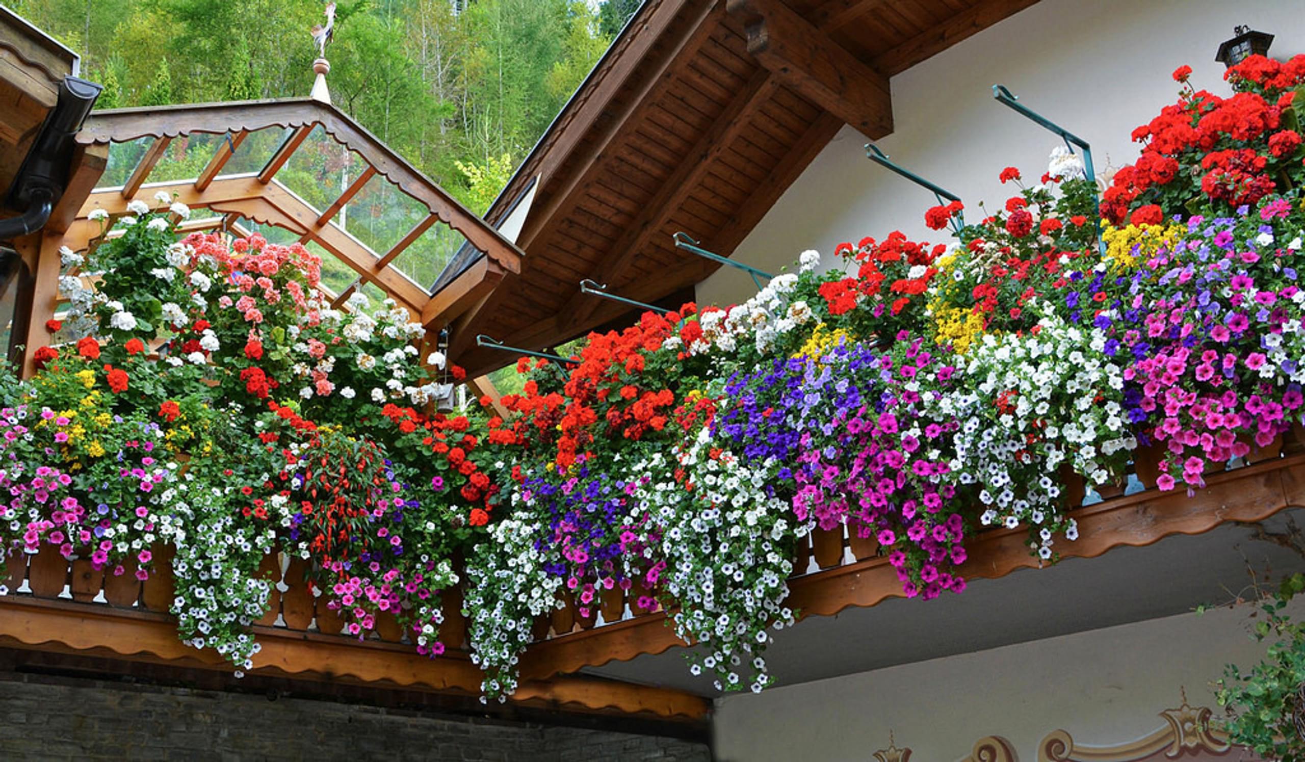 Fioriere balconi: quali sono le coltivazioni più adatte