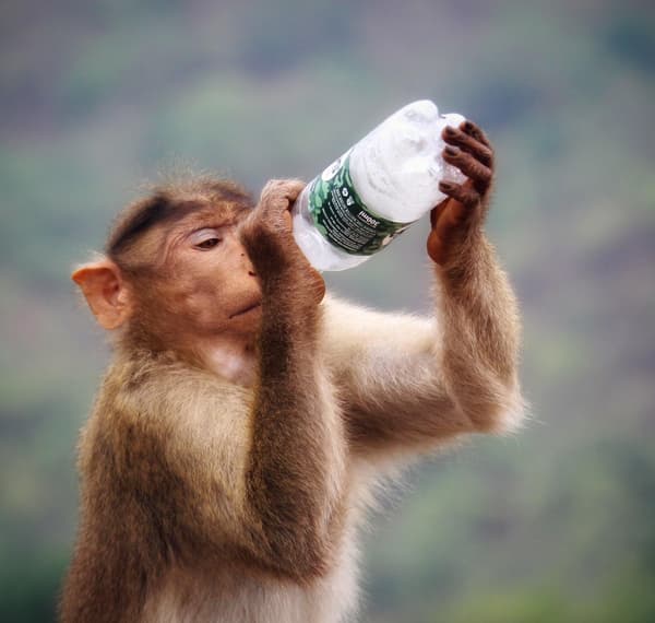 Bim4all thema duurzaamheid aap met fles