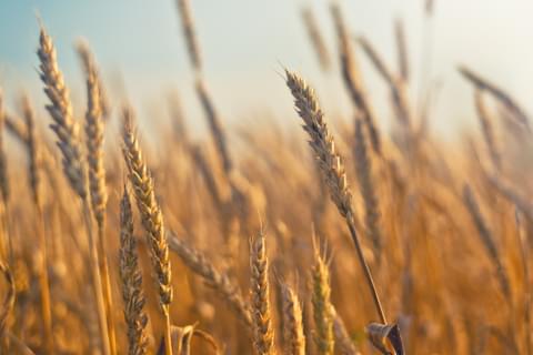 Wheat-Gluten