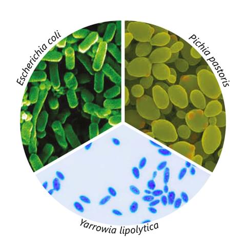Strain expression wheel 1