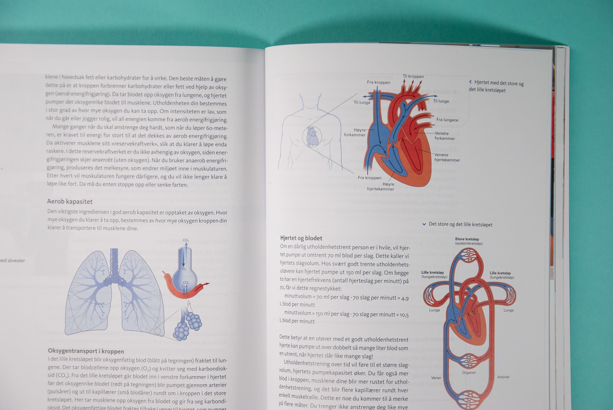 Dette bildet viser et oppslag med tre ulike illustrasjoner av organer.