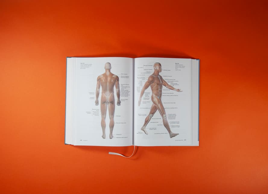 Bildet viser et oppslag av SYK. På venstre side vises anatomien av en mann bakfra. På høyre side vises anatomien av en mann fra siden, som tar et skritt.