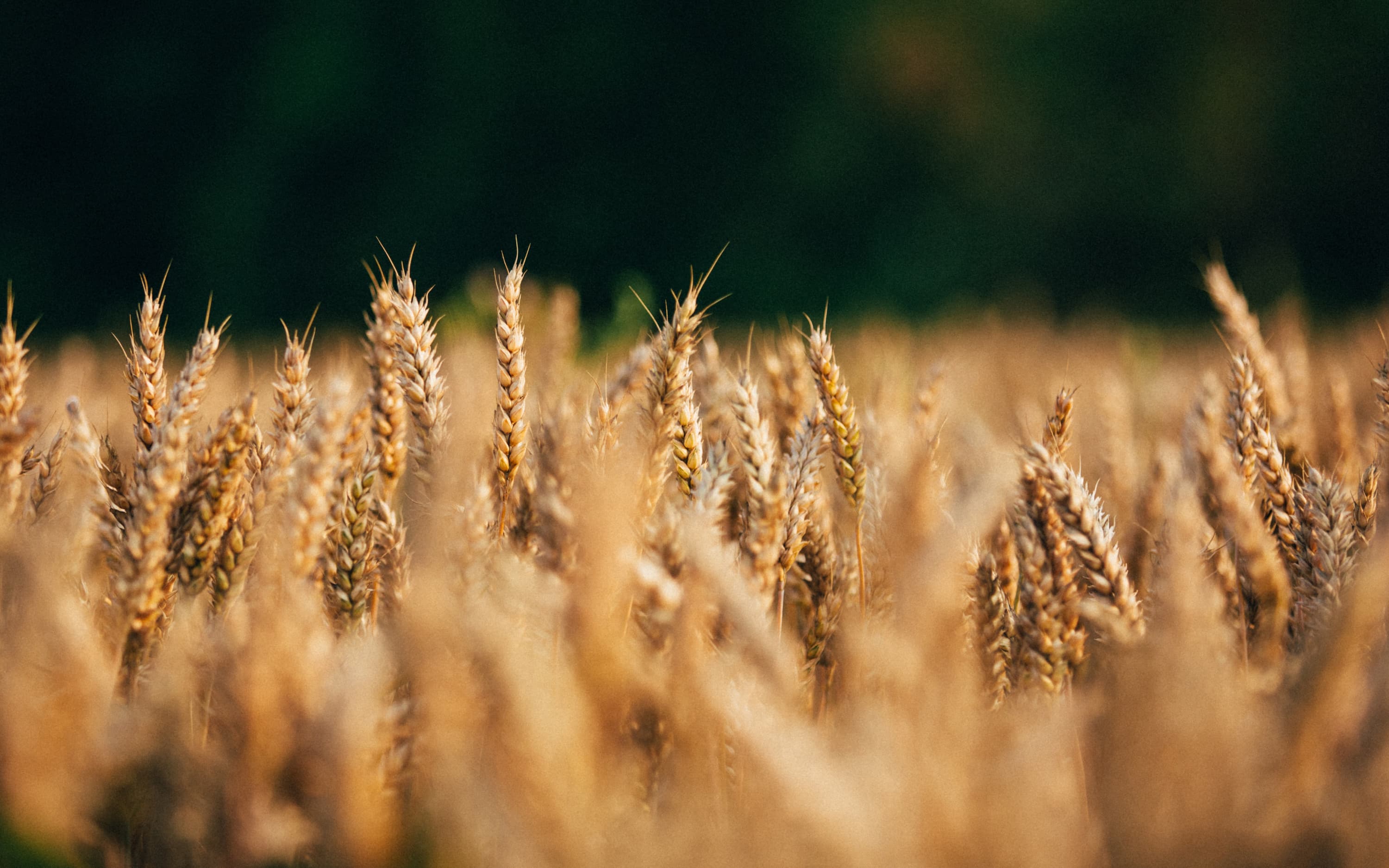Wheat detail