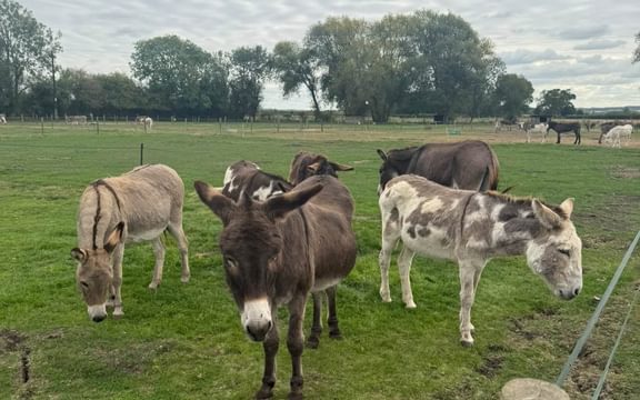 Group of donkeys in field at a donkey sanctuary