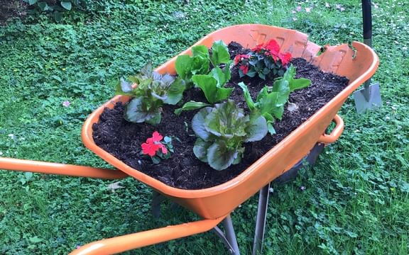 Red flowers in a small wheelbarrow on a lawn