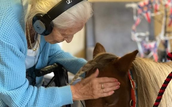 Shetland Pony at Homefield Grange