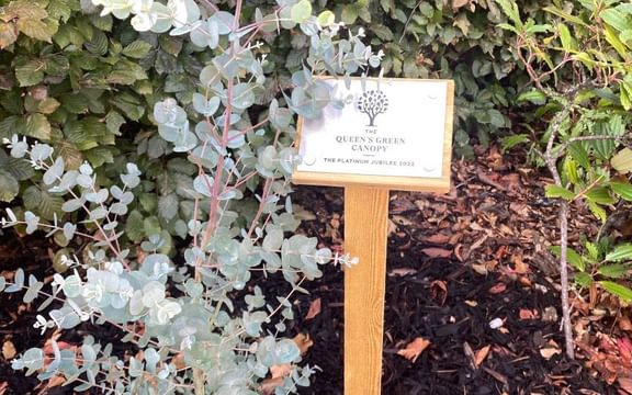 Queens Green Canopy Laverstock