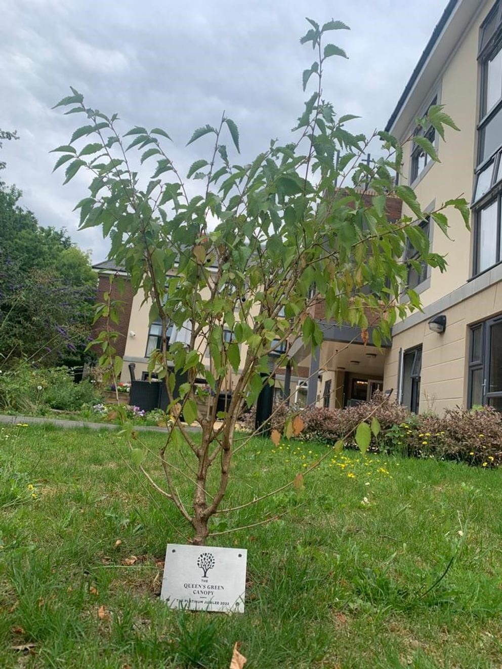Plant a tree for the jubilee at The Orchard