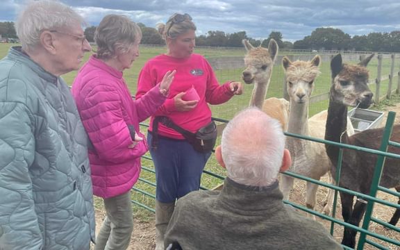 Mellish House Residents at an Alpaca farm
