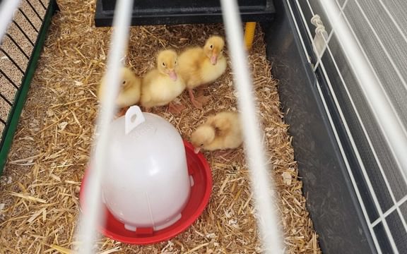 Ducklings at Blenheim Court
