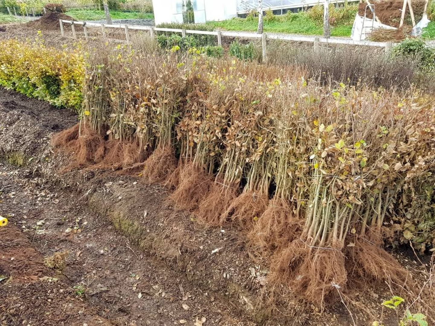 Hedging bare root bundles