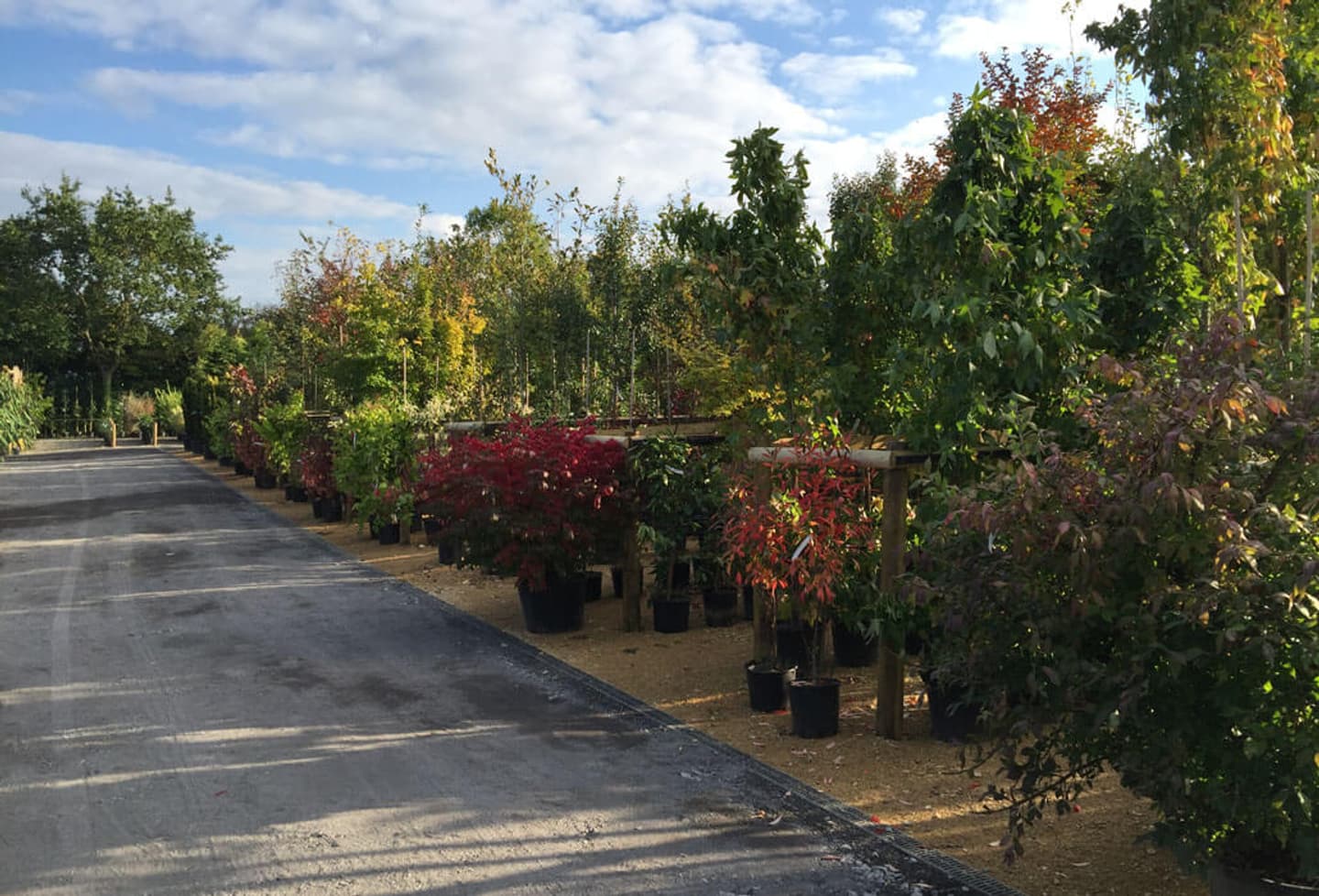 Nursery autumn 1030