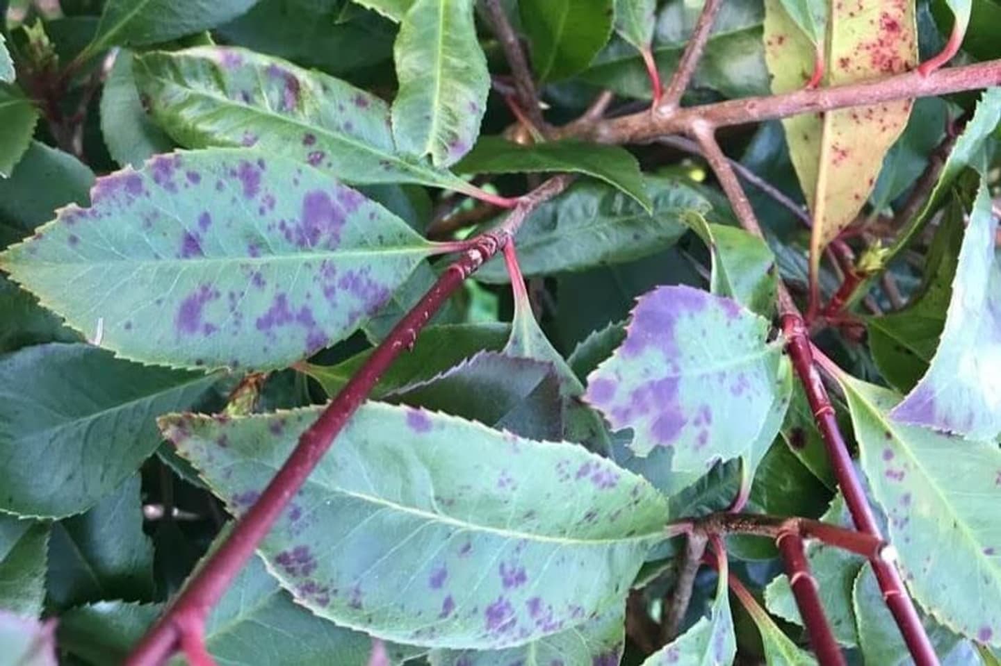 Photinia leaf spot winter