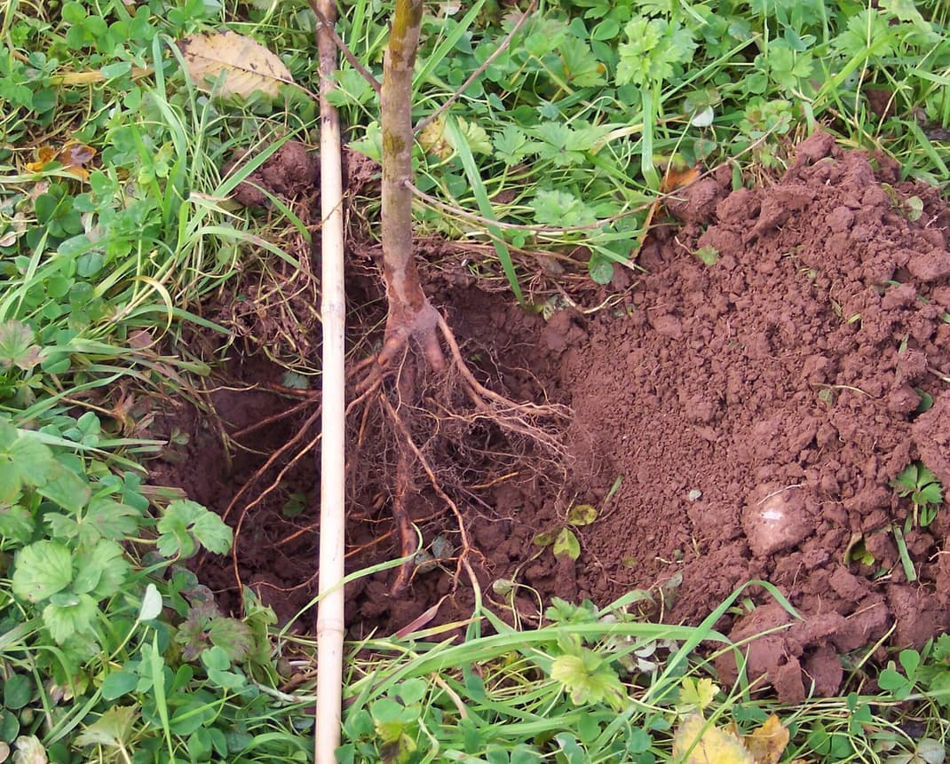 Chew Valley Trees | Planting bare root whips