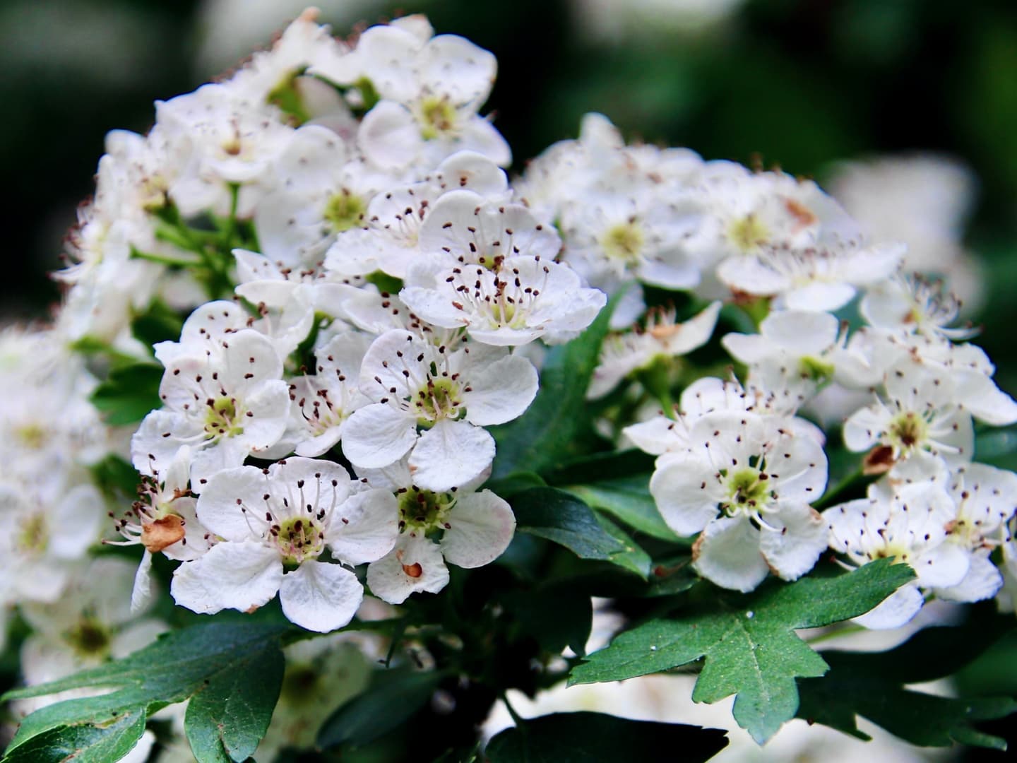Hawthorn crataegus