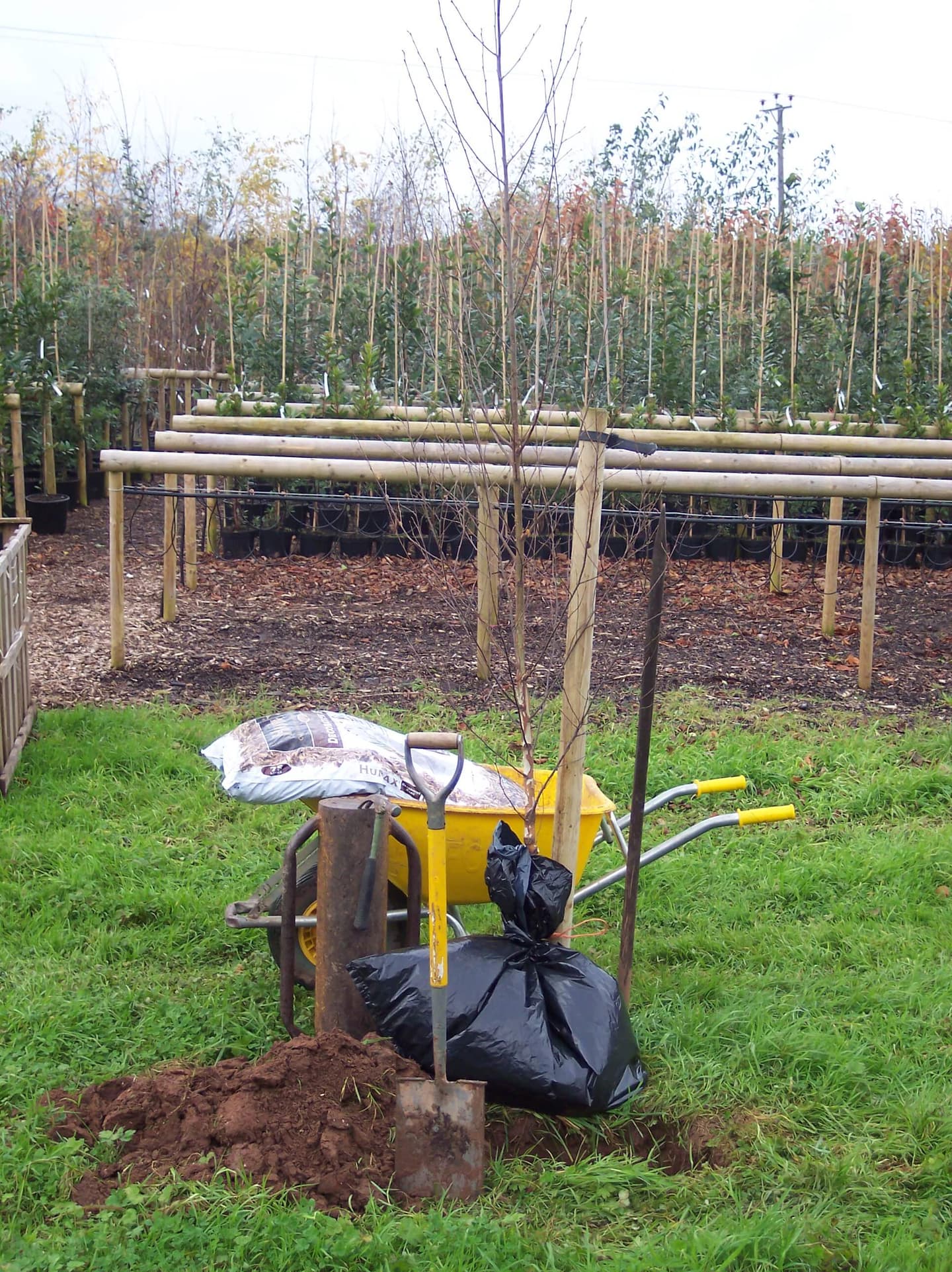 Plant tree 001