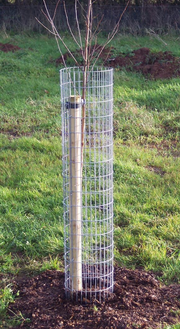 Chew Valley Trees | When to use rabbit and deer guards