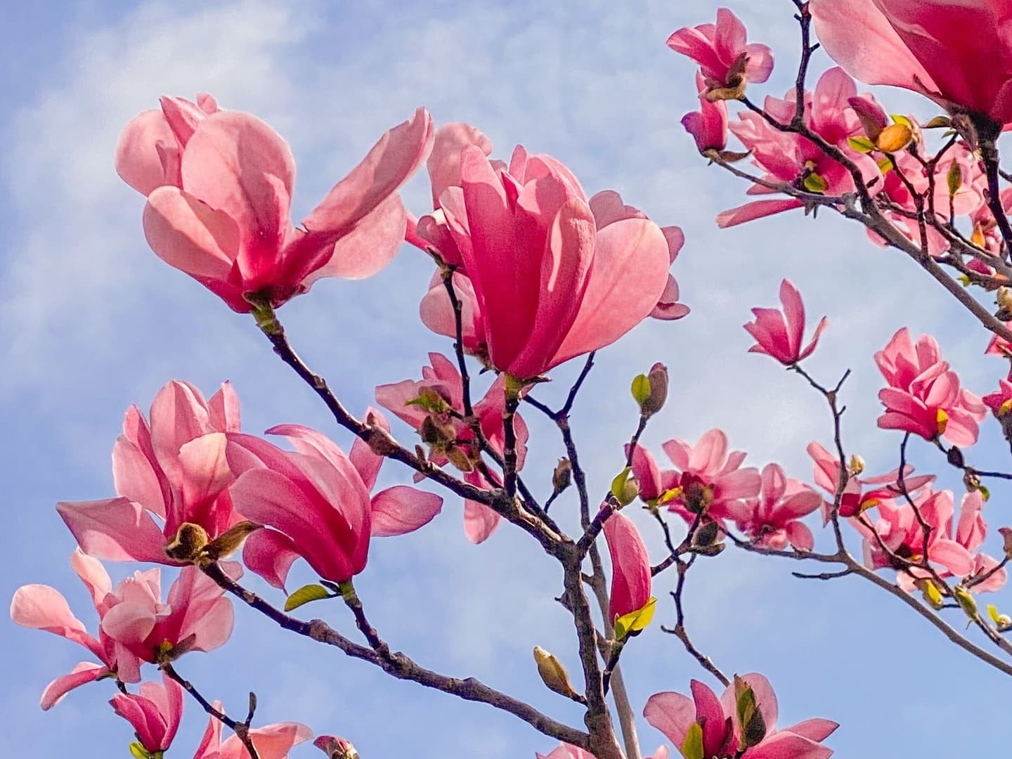 Magnolia pink spring
