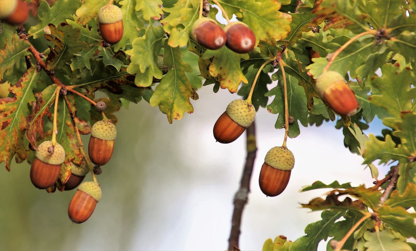 Oak acorn seed