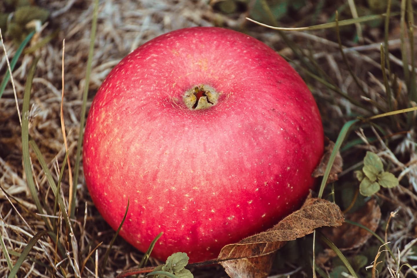 Apple 3768523 1920