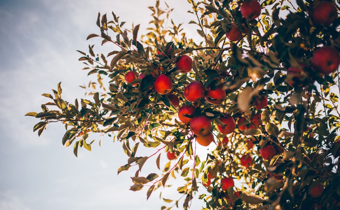 Apples on tree fromunsplash