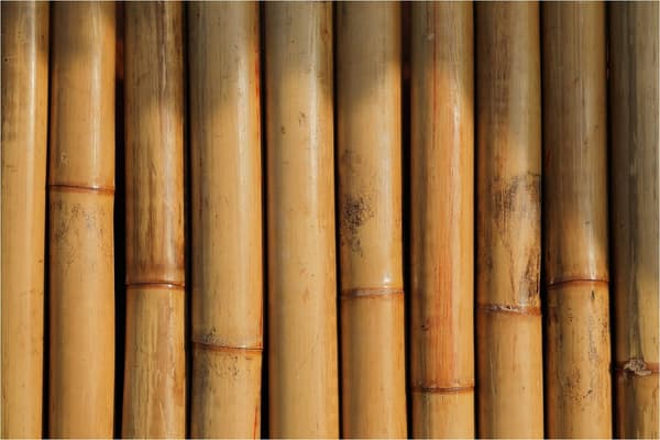 Bamboo canes maksim shutov unsplash1