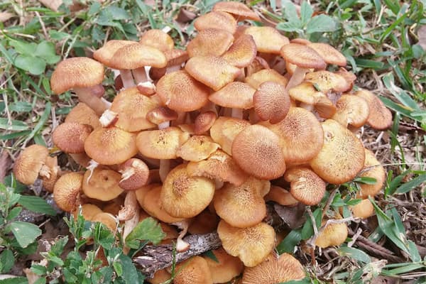 There are many types of honey fungus (scientific name Armillaria), but mushrooms that look like this can be a telling sign.