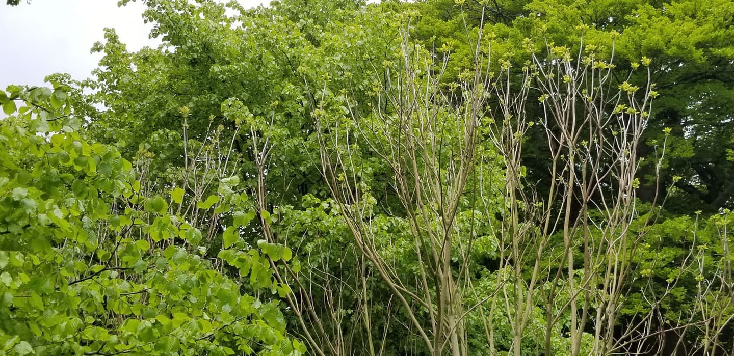 Late leafer