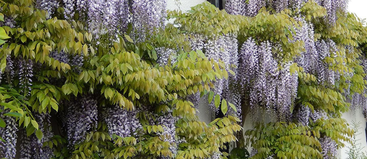 Wisteria Lawrence 1200