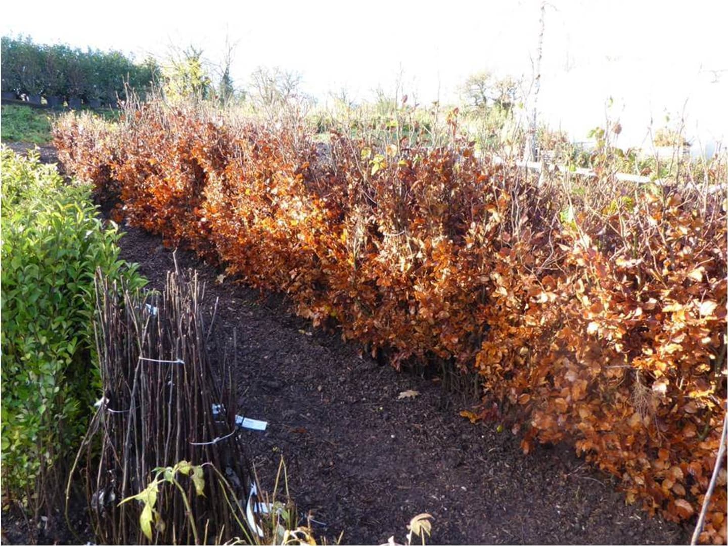 Beech bare root trench heeling in