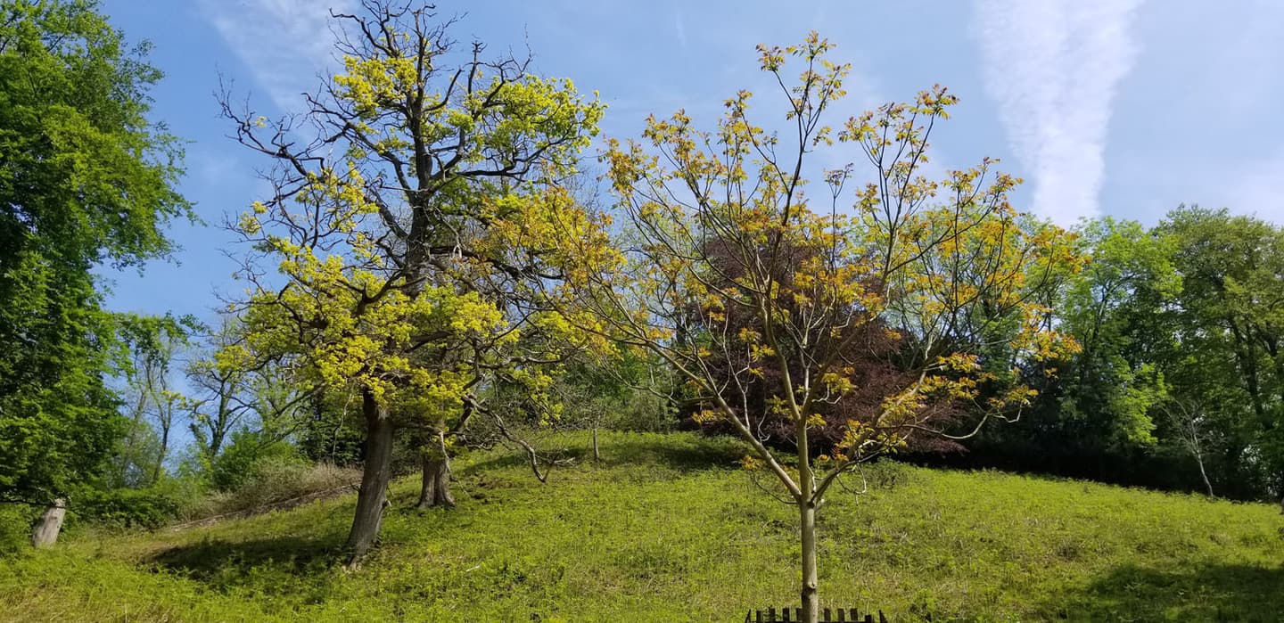 Oak before ash1