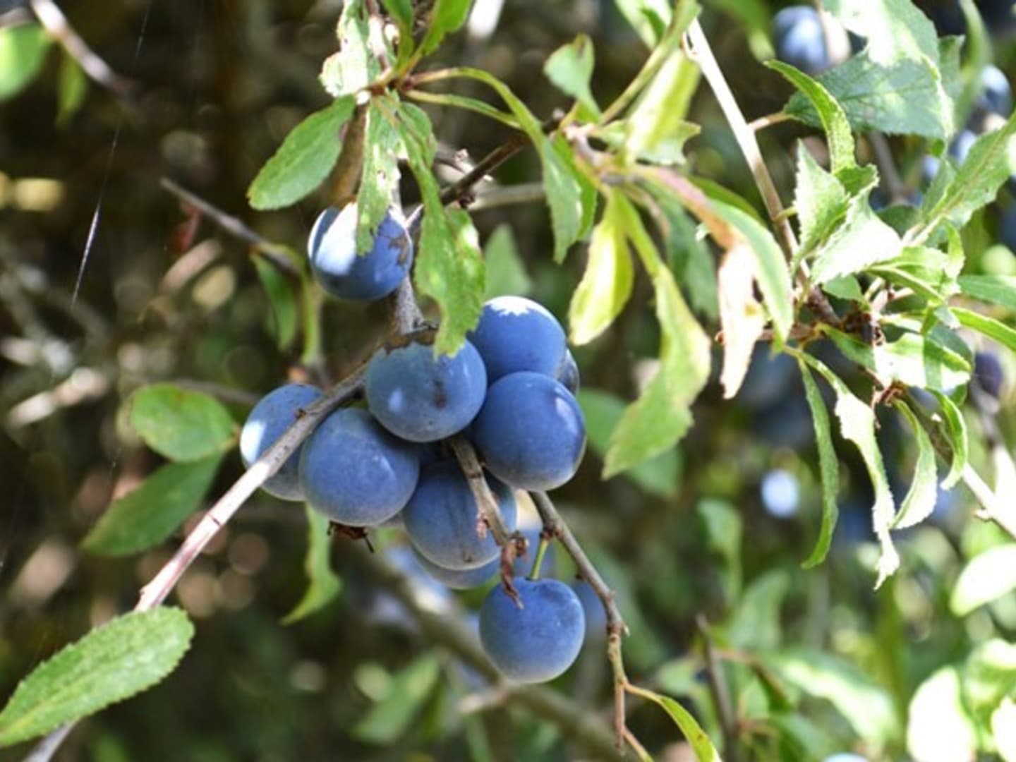 Plums gages summer autumn