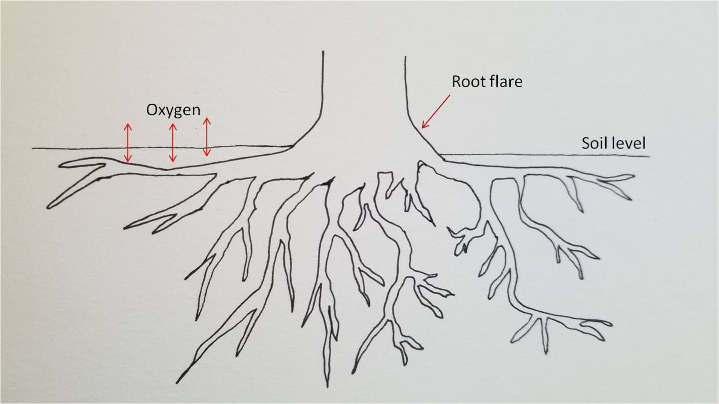 Root flare diagram1