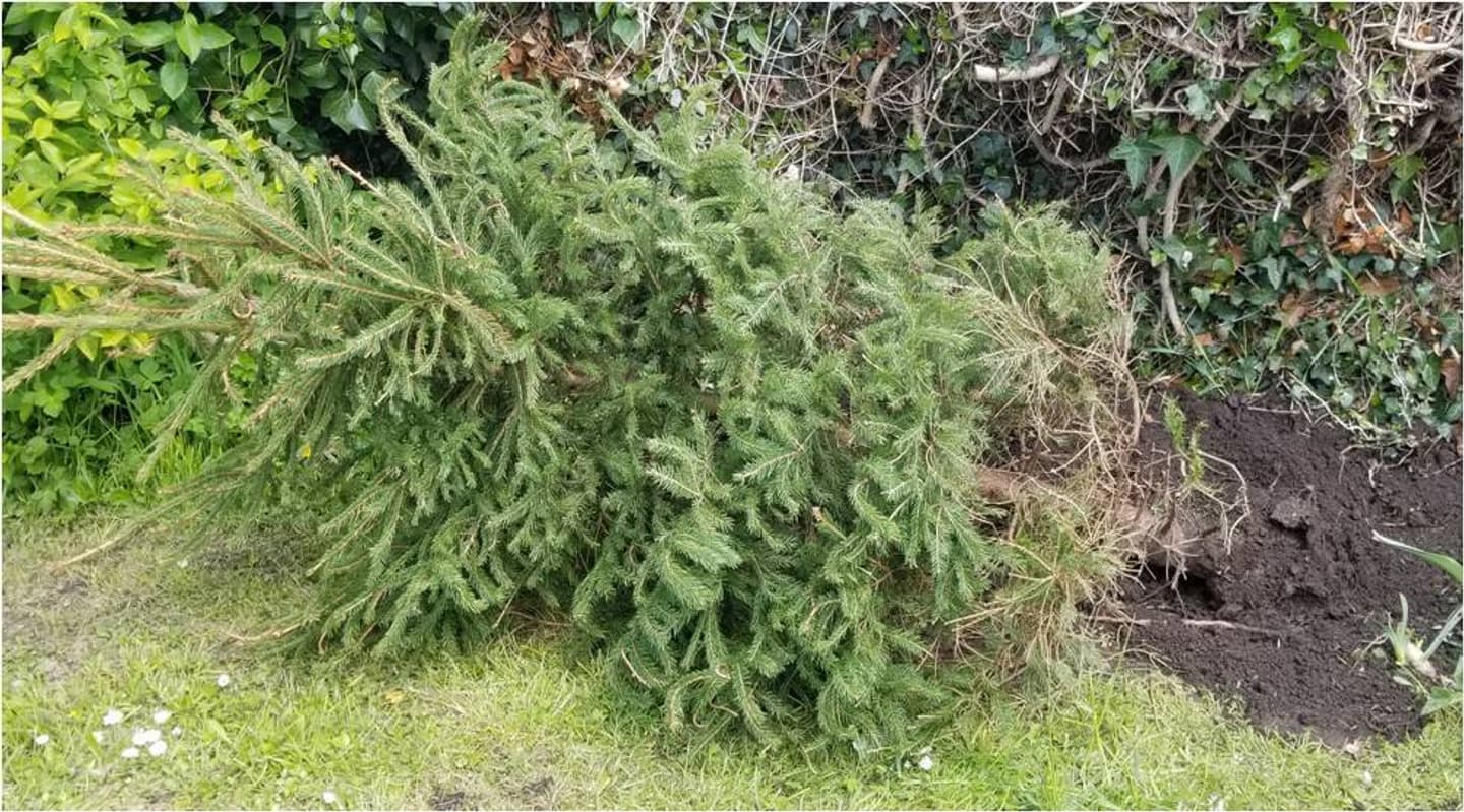 Spruce uprooted 1