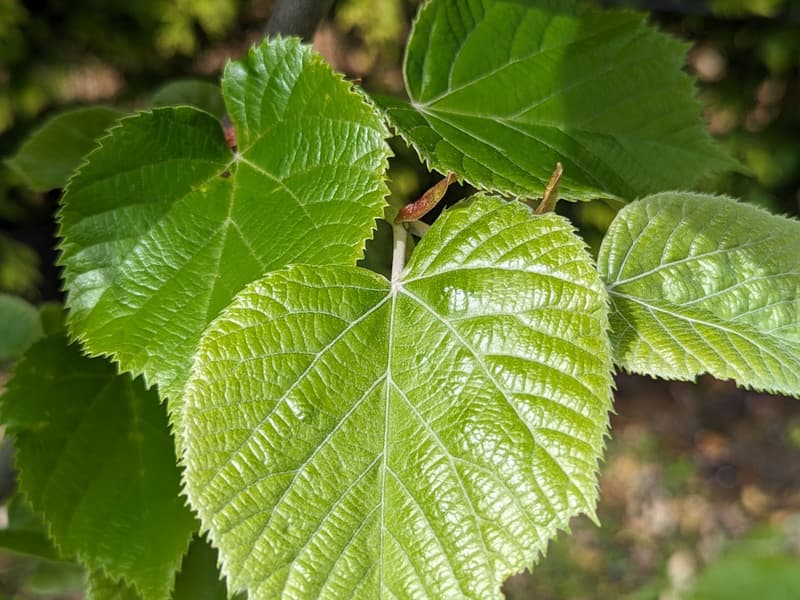 Tilia tomentosa brabant leaf