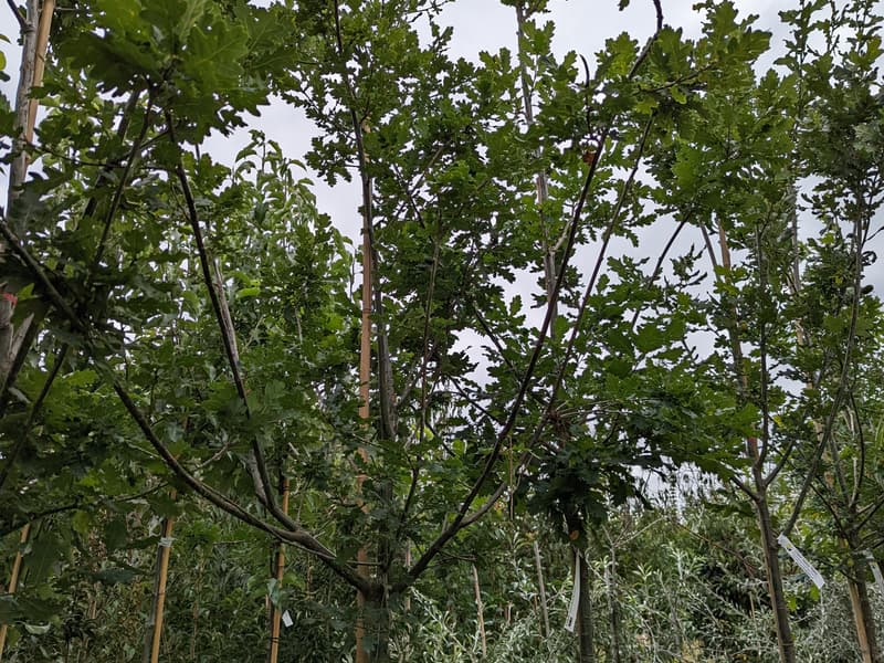Quercus patraea 55 L canopy